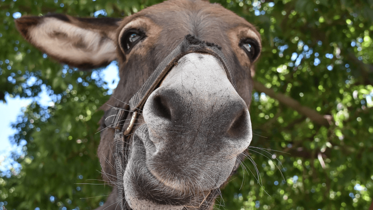 burro